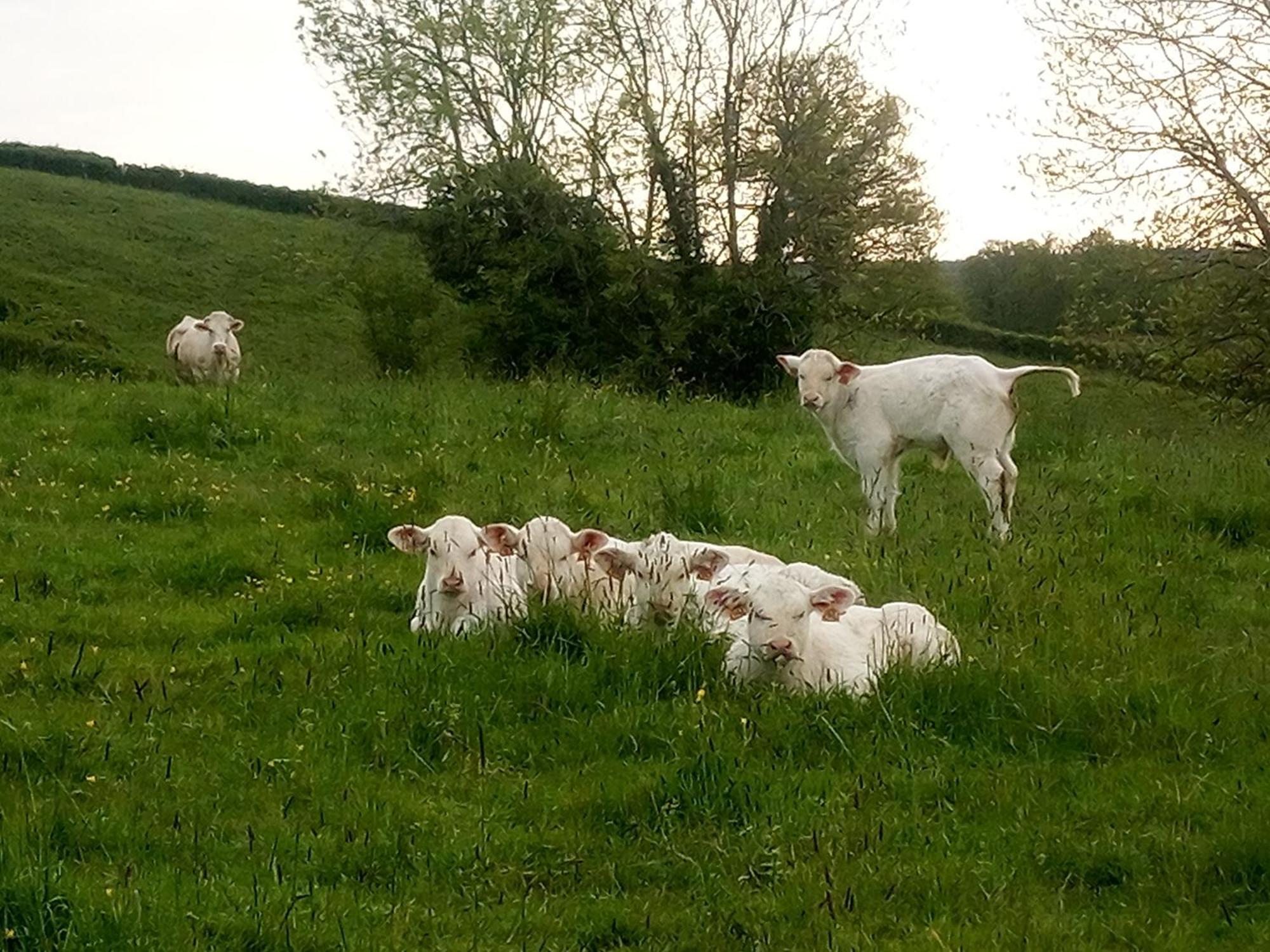 Gite A La Ferme Le Rousset المظهر الخارجي الصورة
