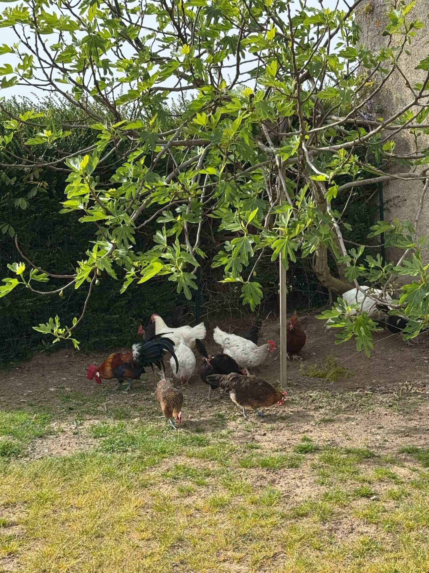 Gite A La Ferme Le Rousset المظهر الخارجي الصورة